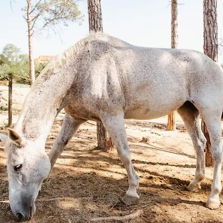 Acacias En El Campo בית נופש San Poncio