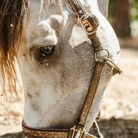 Acacias En El Campo *