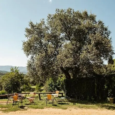 Acacias En El Campo